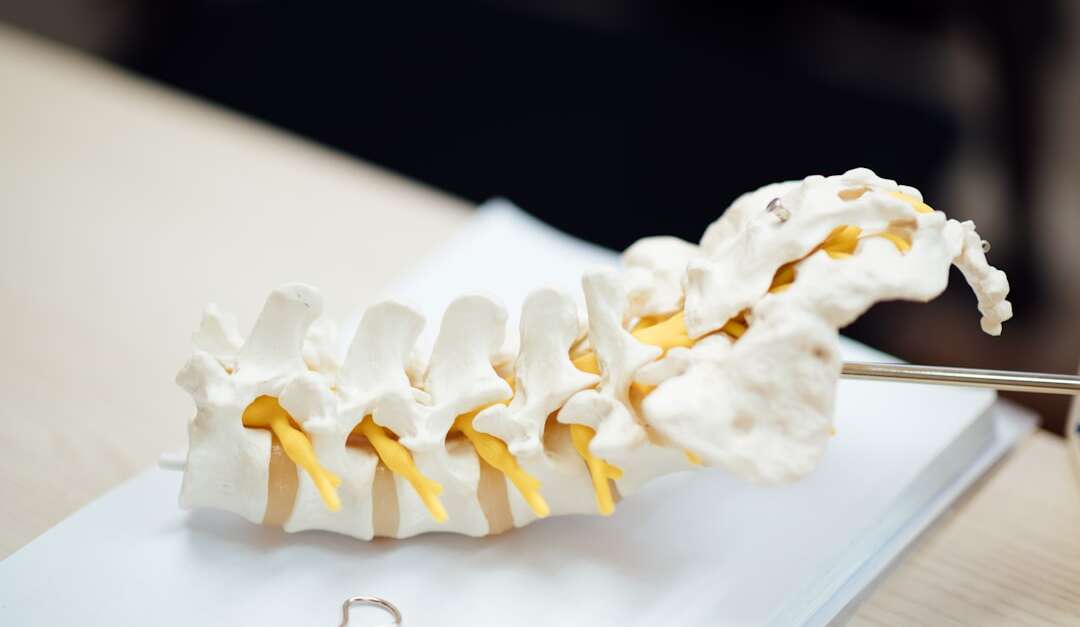Cervical spine anatomical model showing vertebrae structure for neck orthopedic care education. Photo by Unsplash