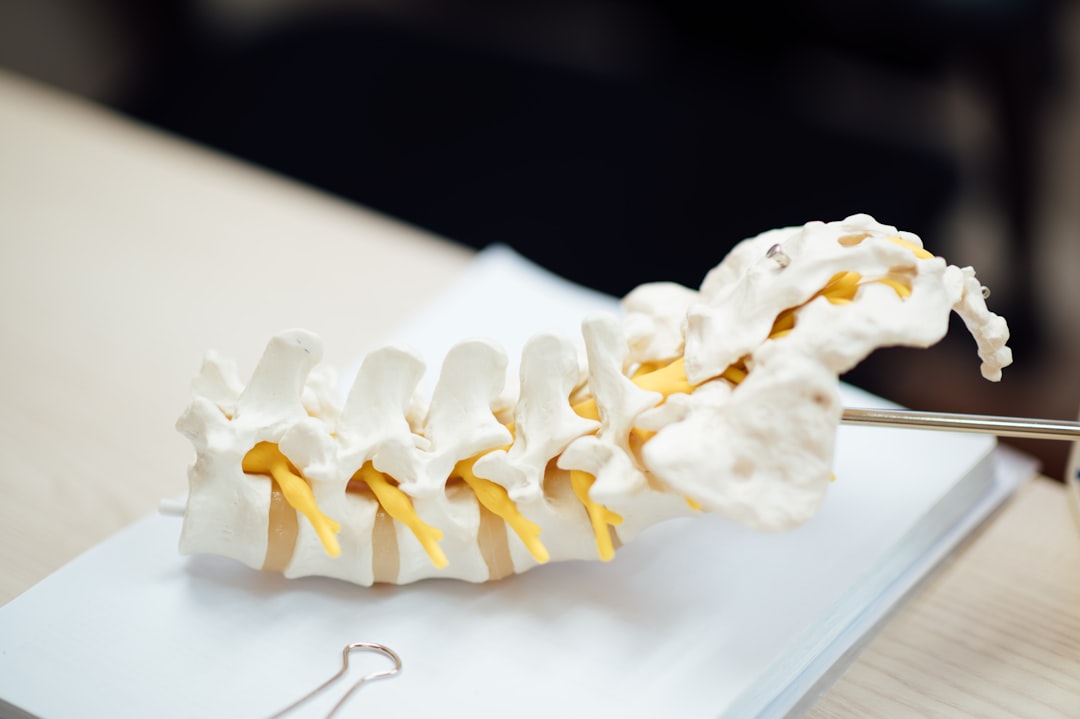 Cervical spine anatomical model showing vertebrae structure for neck orthopedic care education. Photo by Unsplash