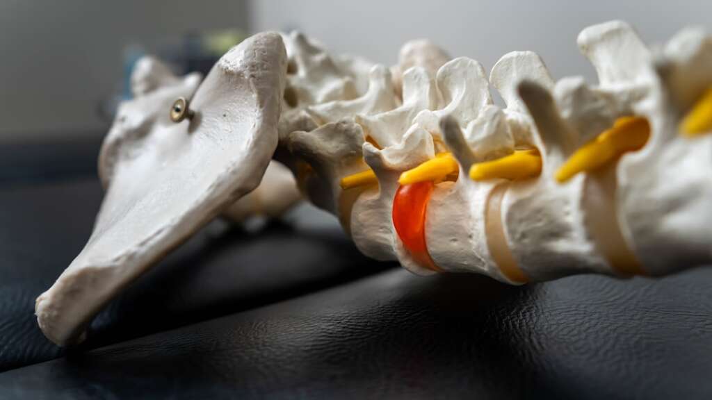 Anatomical spine model showing vertebrae used for explaining back pain and spine conditions