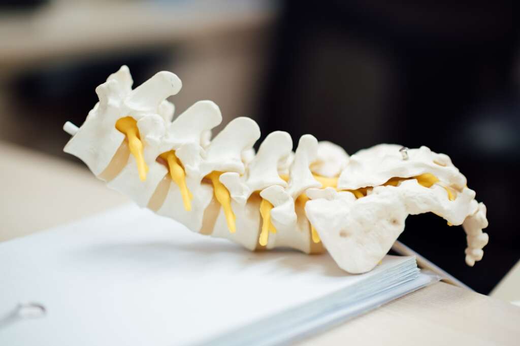 Anatomical model of the human spine used in orthopaedic education and patient care
